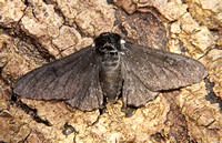 Peppered Moth (Biston betularia form carbonaria)