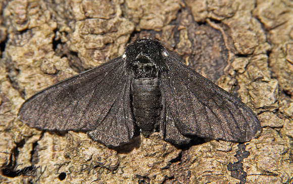 Peppered Moth (Biston betularia form carbonaria)