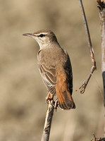 Rufous Bush-robin (Eastern-Syriaca)