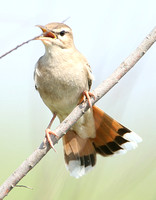 Rufous Bush-robin (Eastern-Syriaca)