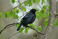 Rusty Blackbird (Male)