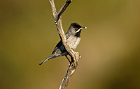 Ruppells Warbler (Male)