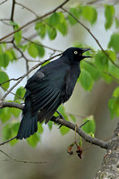 Rusty Blackbird (Male)