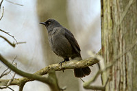 Rusty Blackbird (1st Summer Male)