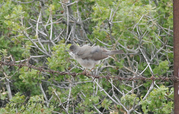 Ruppell's Warbler (Female)