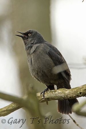 Rusty Blackbird (1st Summer Male)