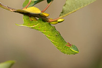 Poplar Hawk-moth (Laothoe populi - Caterpillar)