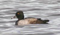 Ring-necked Duck (Drake Eclipse)