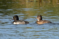 Ring-necked Duck (1st Winter Drake & Duck)