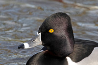 Ring-necked Duck (Drake)