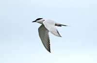 Gull-billed Tern (Adult Summer)