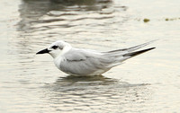 Gull-billed Tern (Adult Winter)