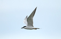 Gull-billed Tern (Adult Summer)