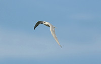 Gull-billed Tern (Adult Winter)