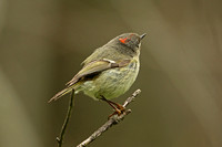 Ruby-crowned Kinglet (Male)