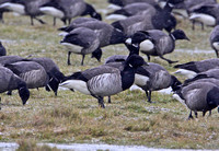 Pale-bellied Brent Goose (Adult)