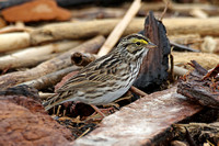 Savannah Sparrow (Adult)