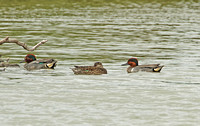 Green-winged Teal (Drake & Common Teal)