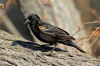 Red-winged Blackbird (1st Summer Male)