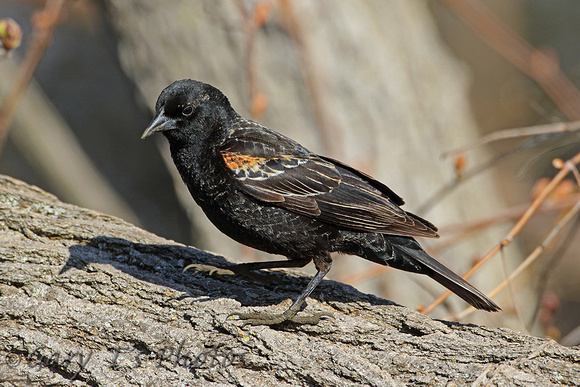 Red-winged Blackbird (1st Summer Male)