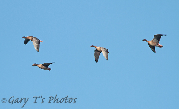 Pink-footed Goose (Flock)