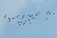 Pink-footed Goose (Flock)