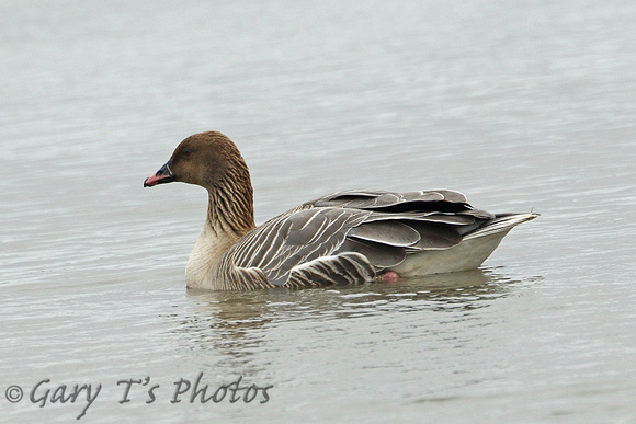 Pink-footed Goose (Adult)