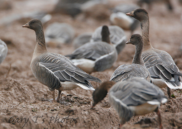 Pink-footed Goose (Adult)