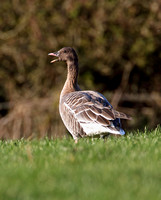 Pink-footed Goose (Adult)