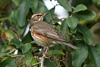 Redwing (Adult)