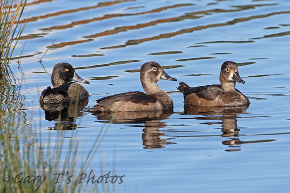 Ring-necked Duck (1st Winters)