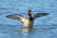 Ring-necked Duck (1st Winter Drake)