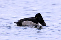 Ring-necked Duck (1st Winter Drake)