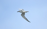 Gull-billed Tern (Adult Moulting)