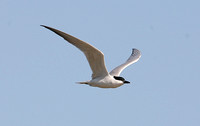 Gull-billed Tern