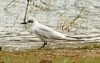 Gull-billed Tern (Adult Winter)