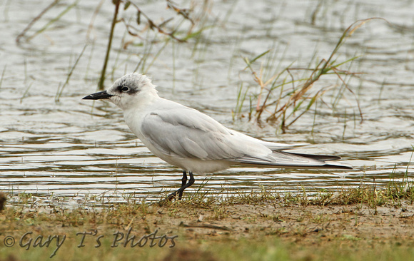 Gull-billed Tern (Adult Winter)