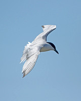 Gull-billed Tern (Adult Summer)