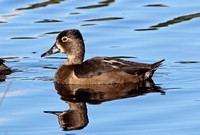 Ring-necked Duck (1st Winter Duck)