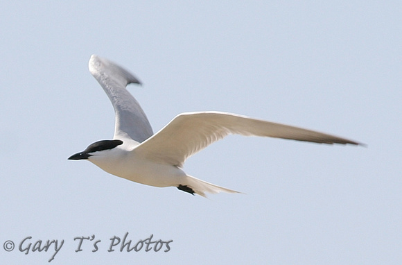 Gull-billed Tern (Adult Summer)