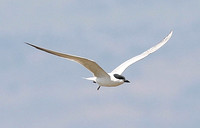 Gull-billed Tern (Adult Summer)