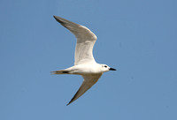 Gull-billed Tern (Adult Winter)