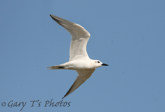 Gull-billed Tern (Adult Winter)