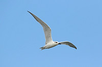 Gull-billed Tern (Adult Winter)