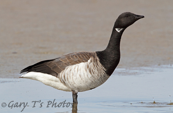 Pale-bellied Brent Goose (Adult)