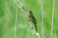 River Warbler