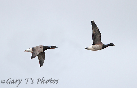 Pale-bellied Brent Goose (Adults)