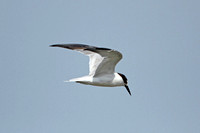 Saunders Tern