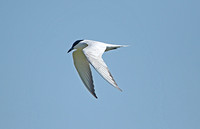 Gull-billed Tern (Adult Summer)