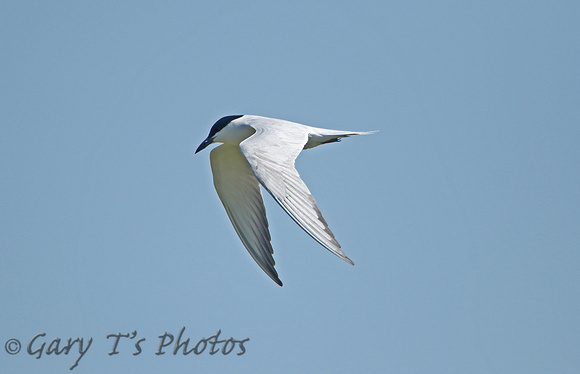 Gull-billed Tern (Adult Summer)